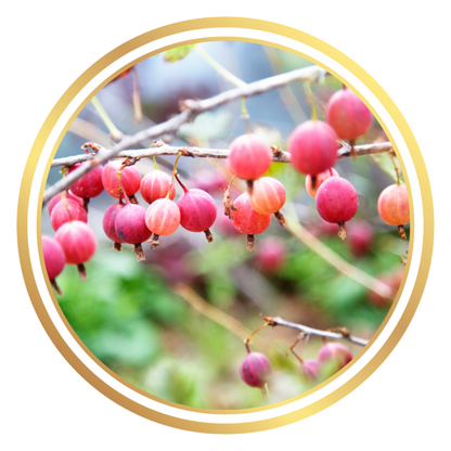 Gooseberry Captivator Plant