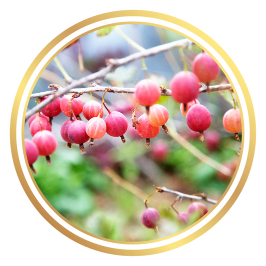 Gooseberry Captivator Plant