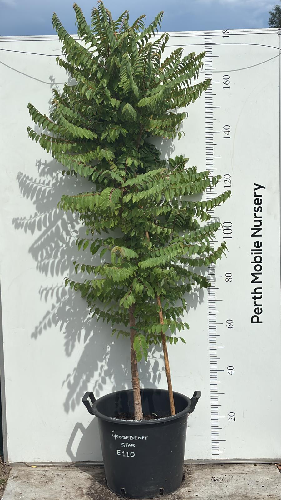 Star Gooseberry Fruit Tree