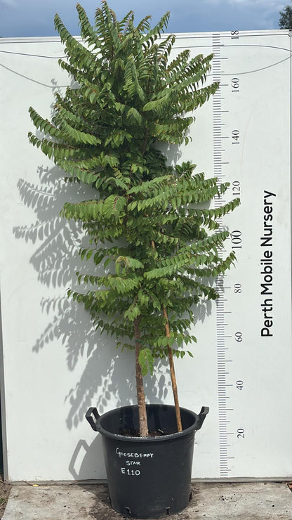 Star Gooseberry Fruit Tree