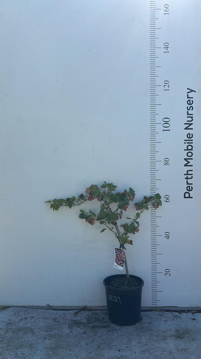 Grape Vines Fruiting