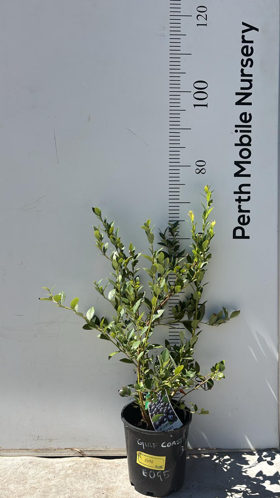 Blueberry Blueberries Bush