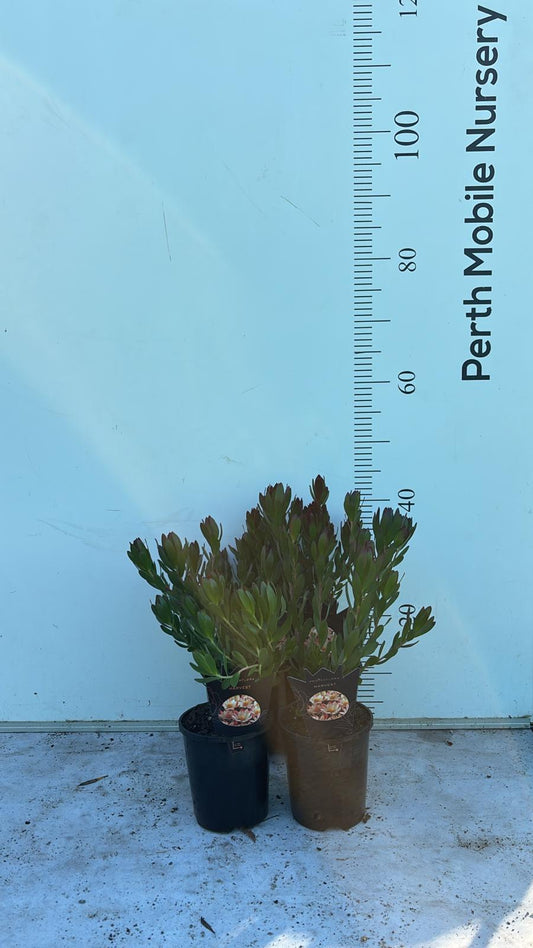 Leucadendron 'Harvest'
