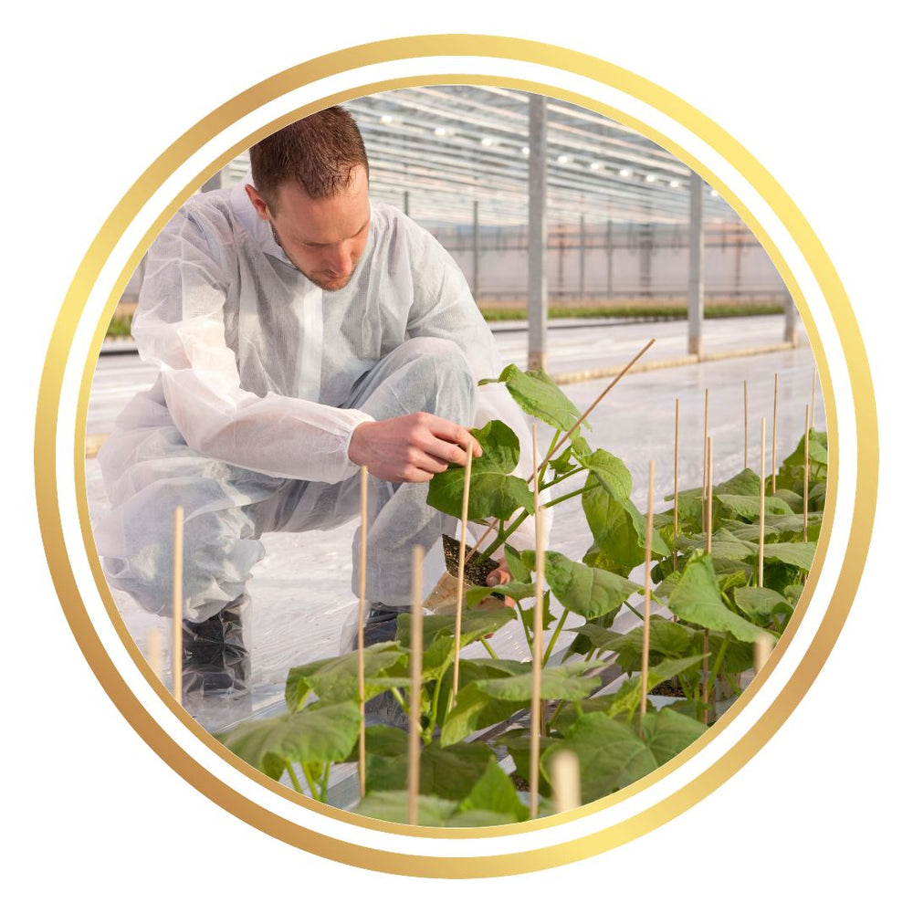 Fungicides Insecticides Fertiliser Treatment
