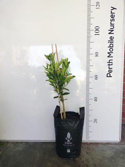 Imperial Mandarin and Cara Cara Orange Tree