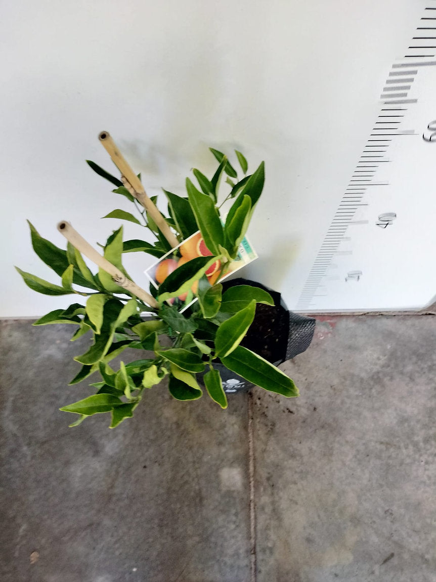 Imperial Mandarin and Cara Cara Orange Tree