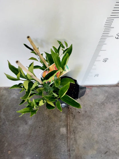 Imperial Mandarin and Cara Cara Orange Tree