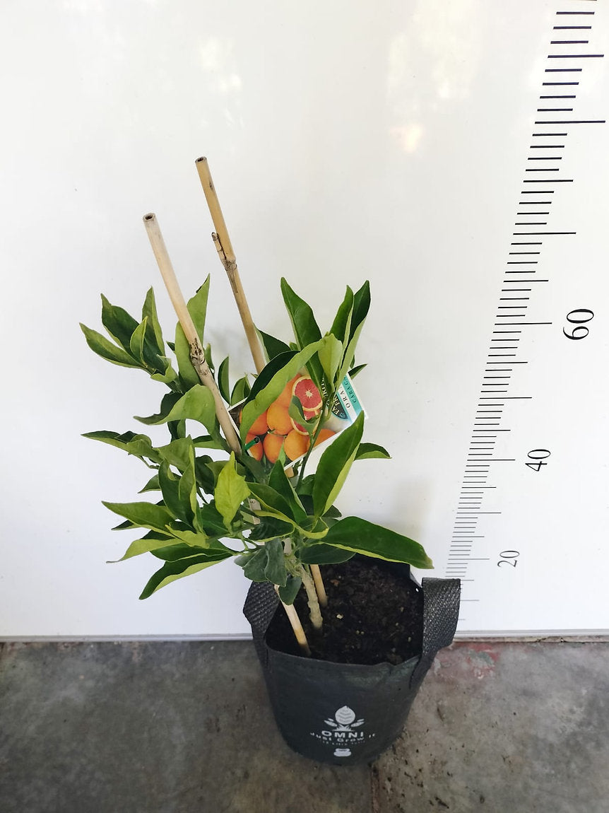 Imperial Mandarin and Cara Cara Orange Tree