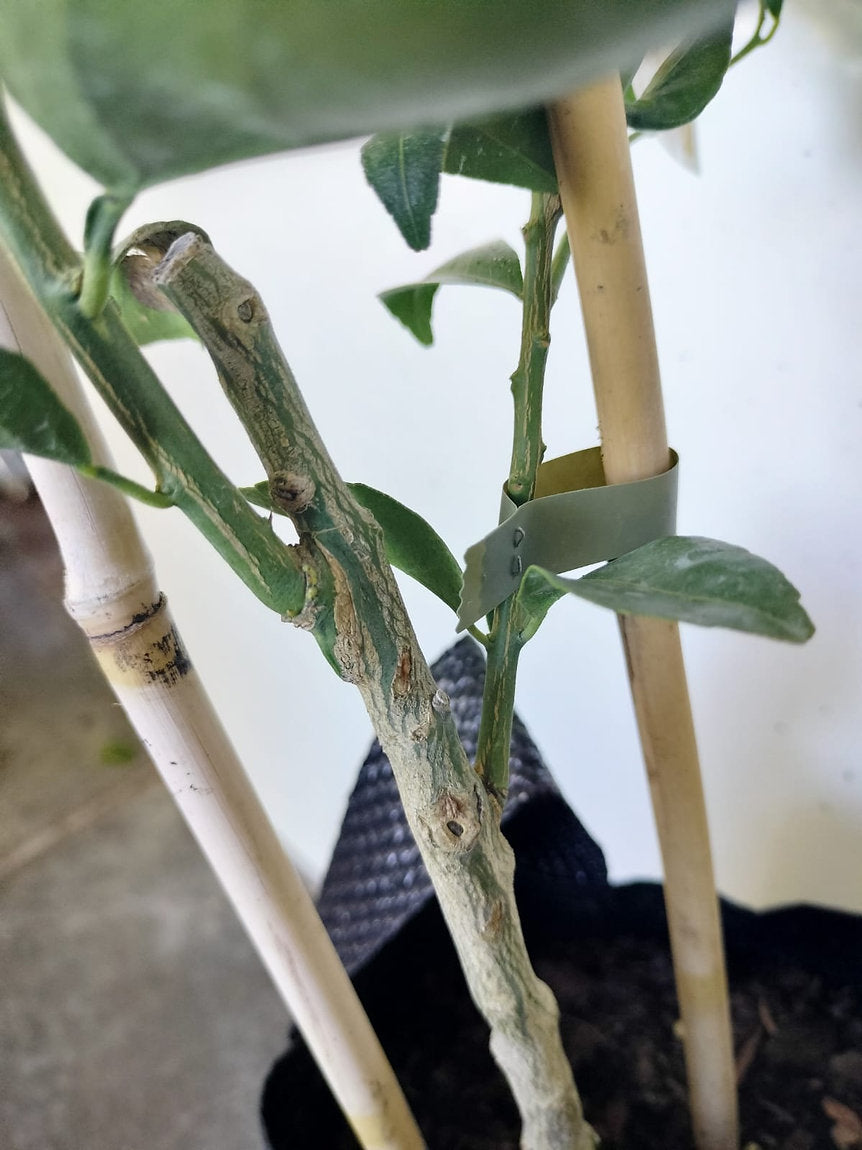 Imperial Mandarin and Cara Cara Orange Tree