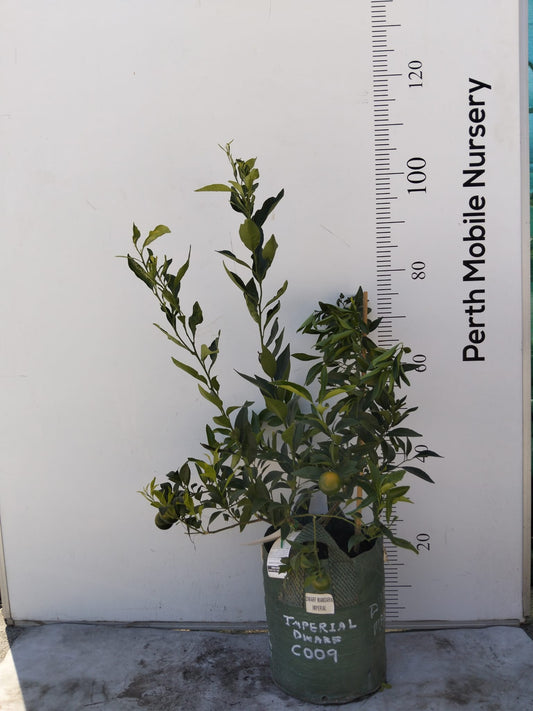 Imperial Mandarin Fruit Tree