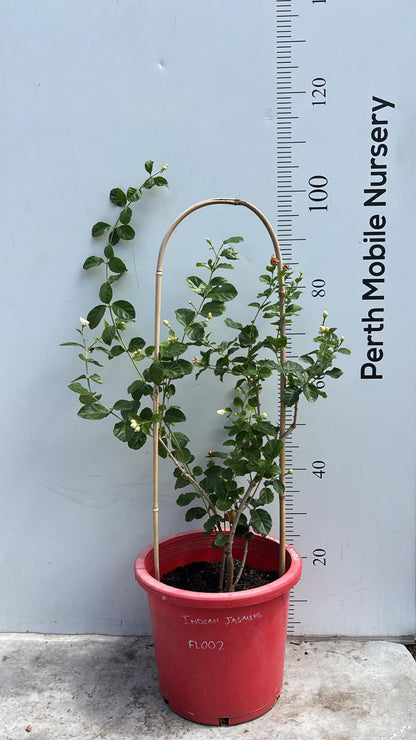 Indian Jasmine