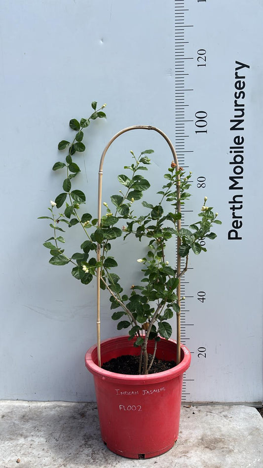 Indian Jasmine