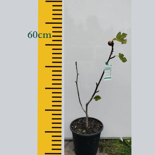 Fig Tree White Genoa Perth