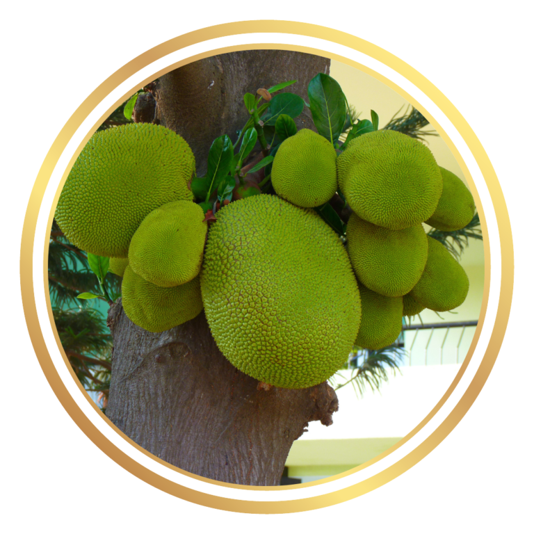 Jackfruit Tree