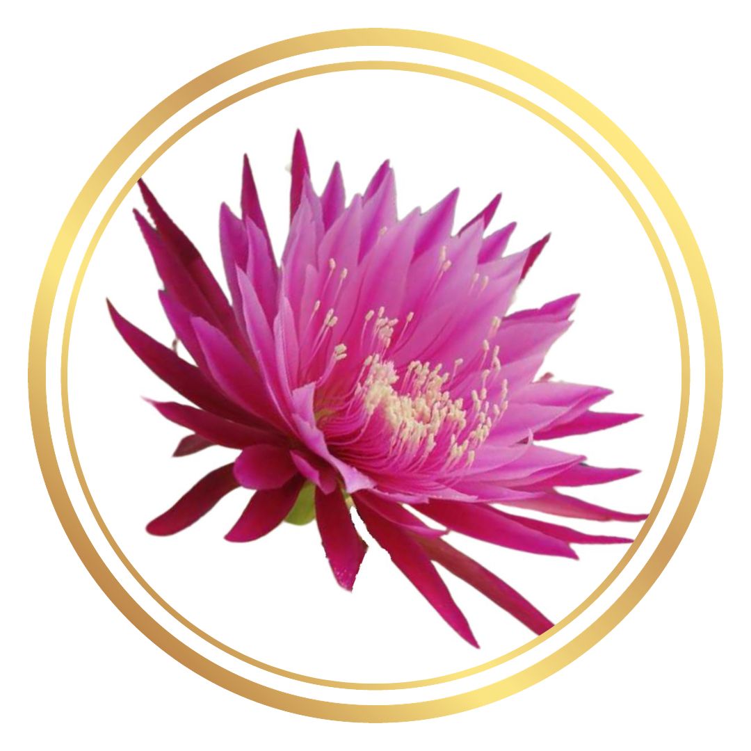 Jade Red Dragon Fruit