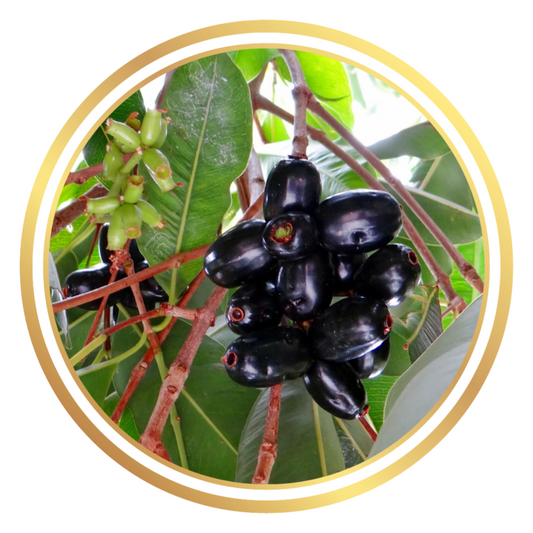 Jamun Tree