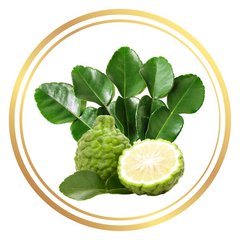 Kaffir Lime Tree