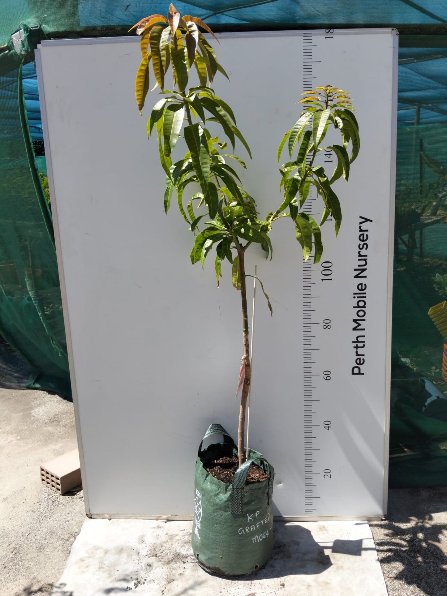 Kensington Pride Mango Tree