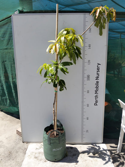 King Thai Maha Chanook Mango Tree