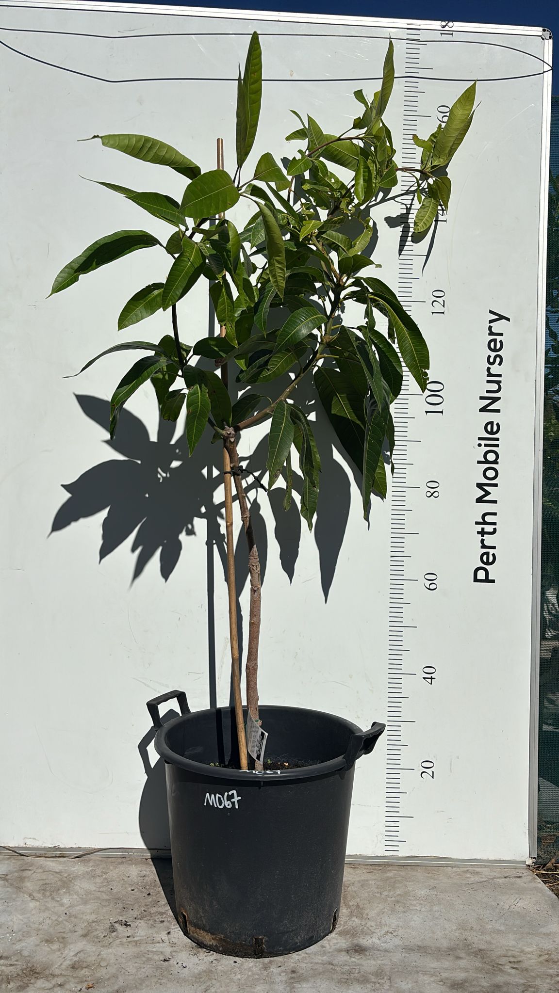 King Thai Maha Chanook Mango Tree