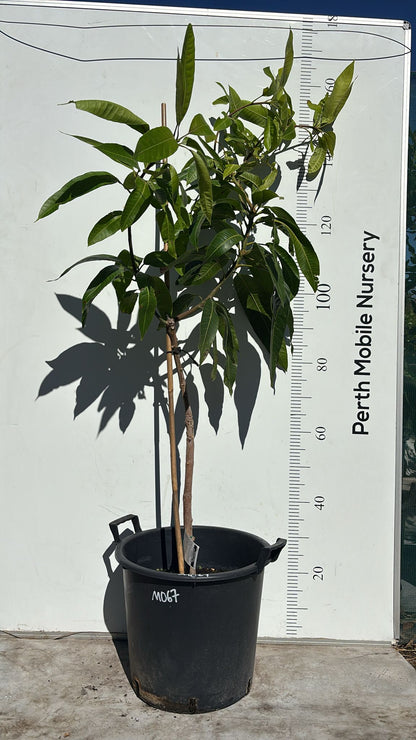 King Thai Maha Chanook Mango Tree