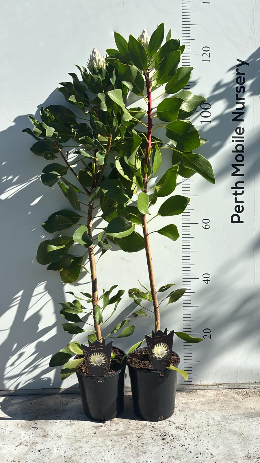 Protea King White