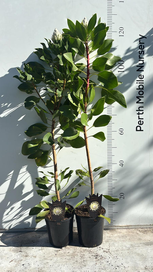 Protea King White