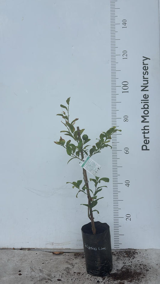 Kusaie Micronesian Lime