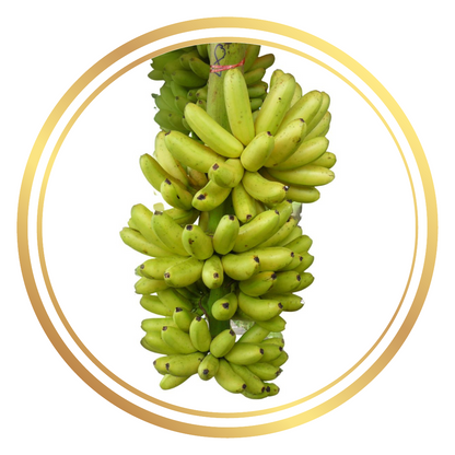 Lady Finger Banana Tree