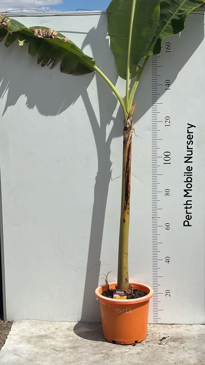 Lady Finger Banana Tree