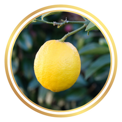 Lemon Lisbon Citrus Fruit Tree