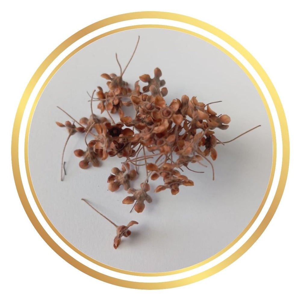 Lemon Myrtle Seeds