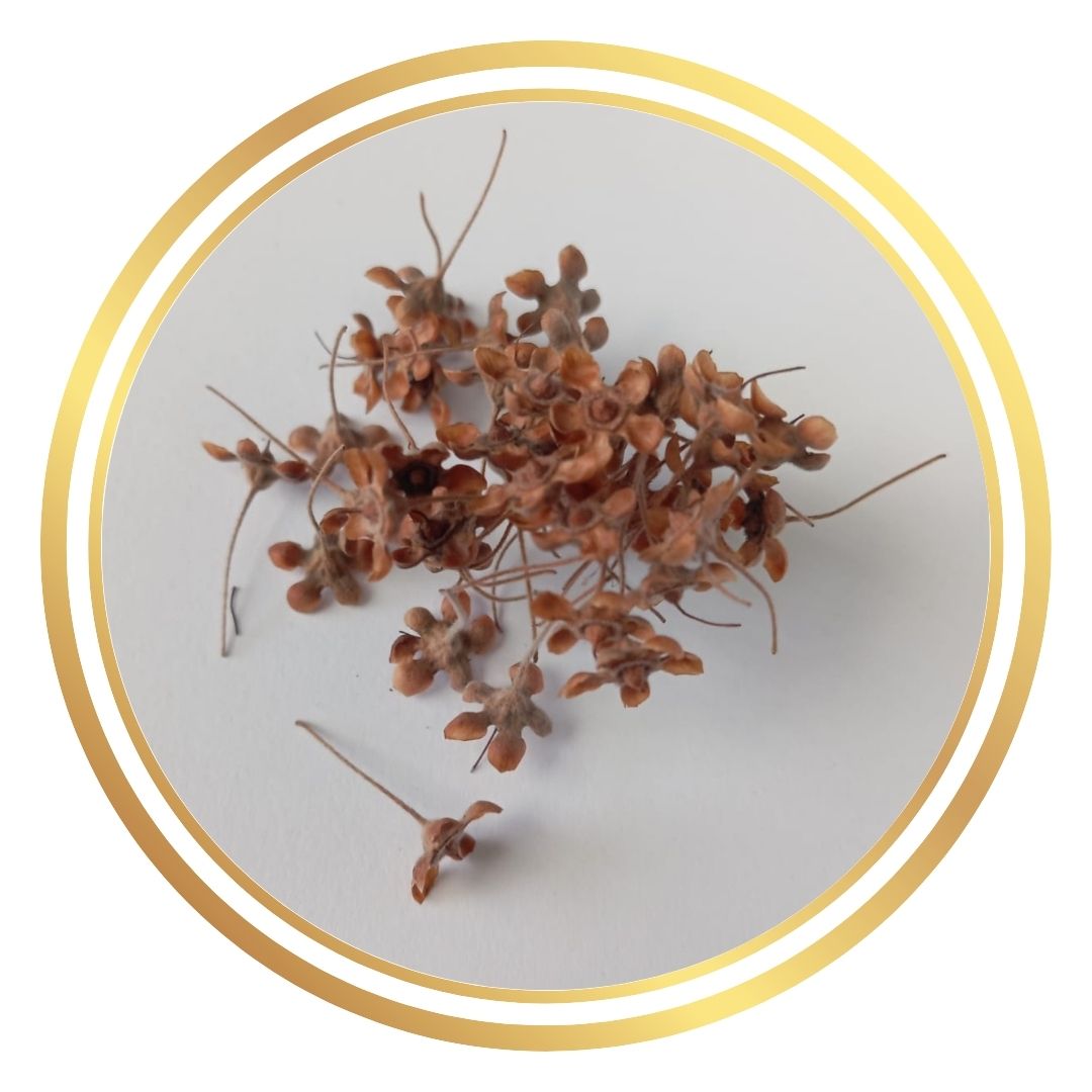 Lemon Myrtle Seeds