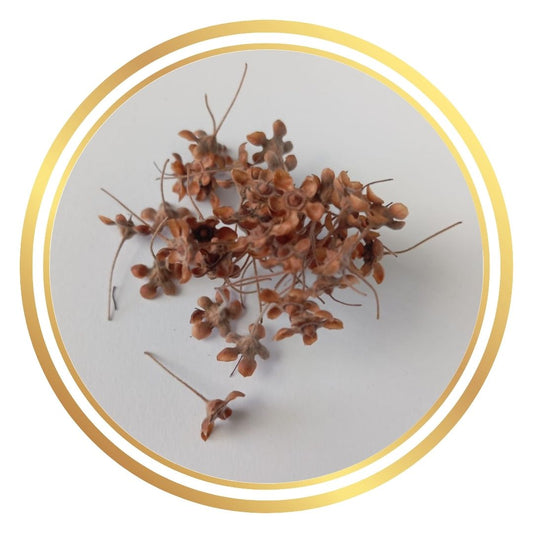 Lemon Myrtle Seeds