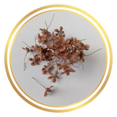 Lemon Myrtle Seeds