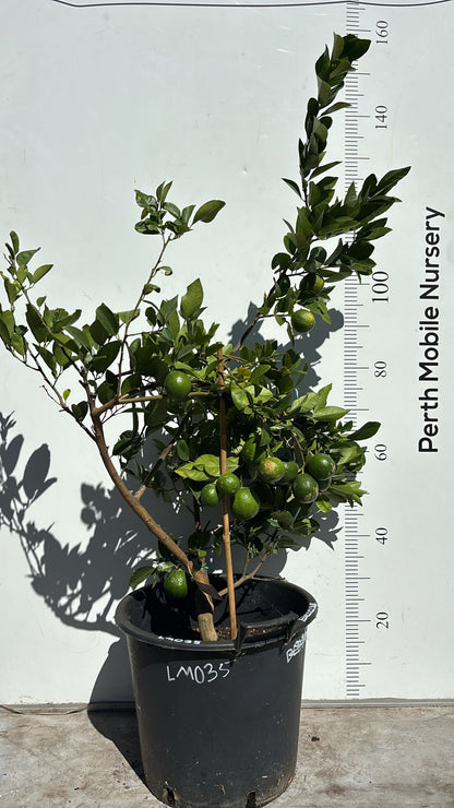 Citrus Fruit Tree Lemonade