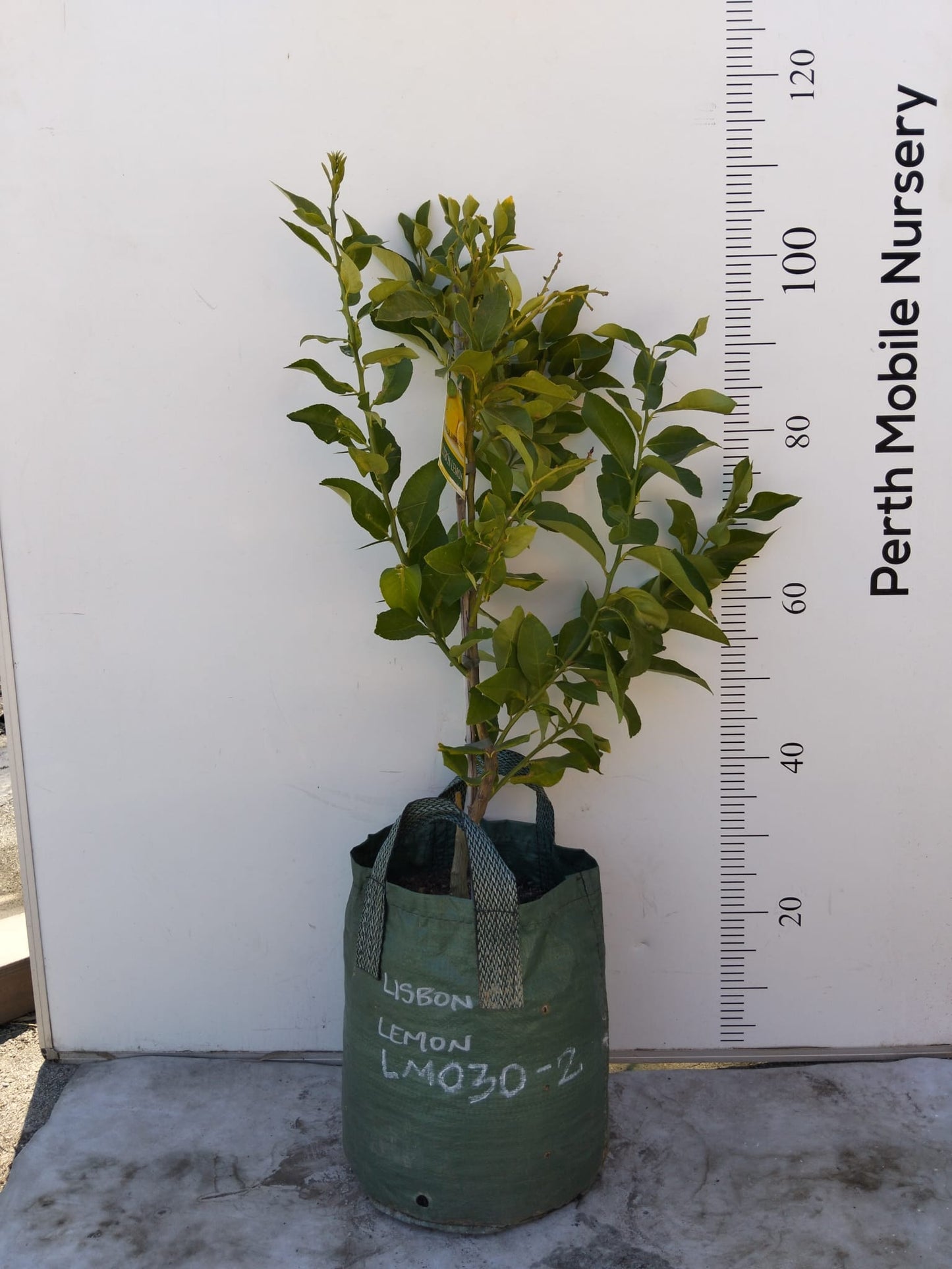 Lemon Lisbon Citrus Fruit Tree