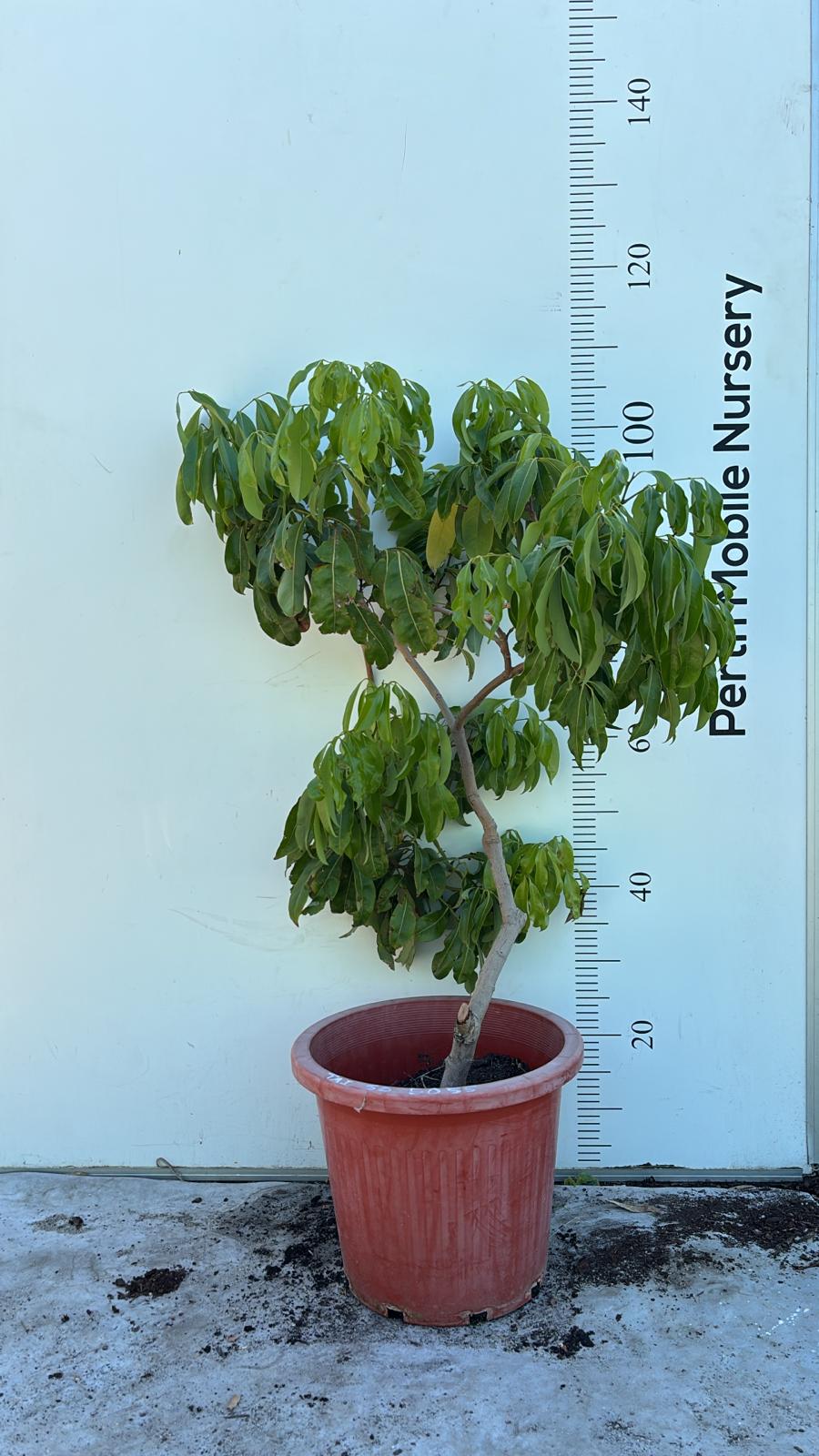 Lychee Tai So Fruit Tree