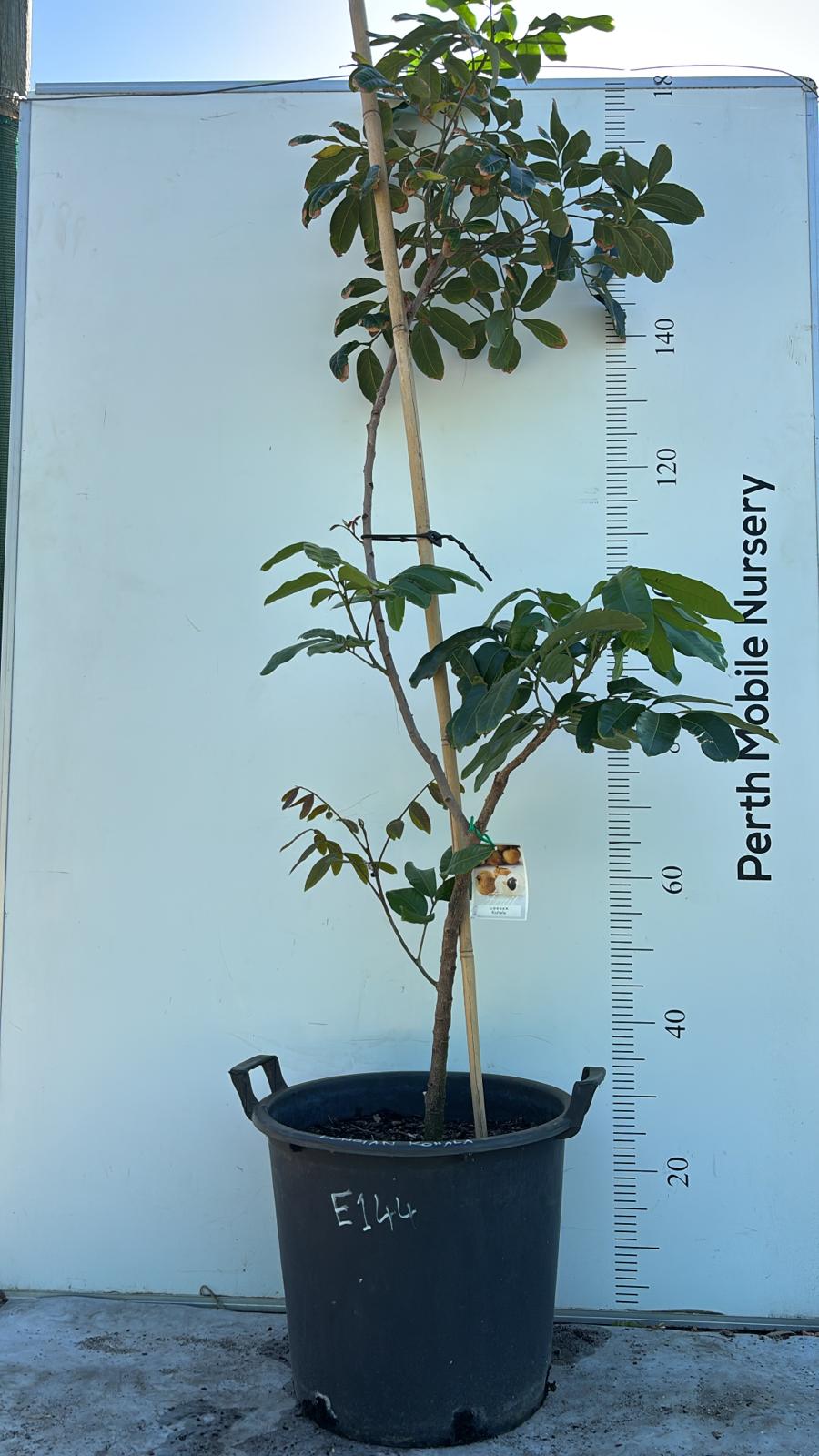 Longan Kohala Fruit Tree