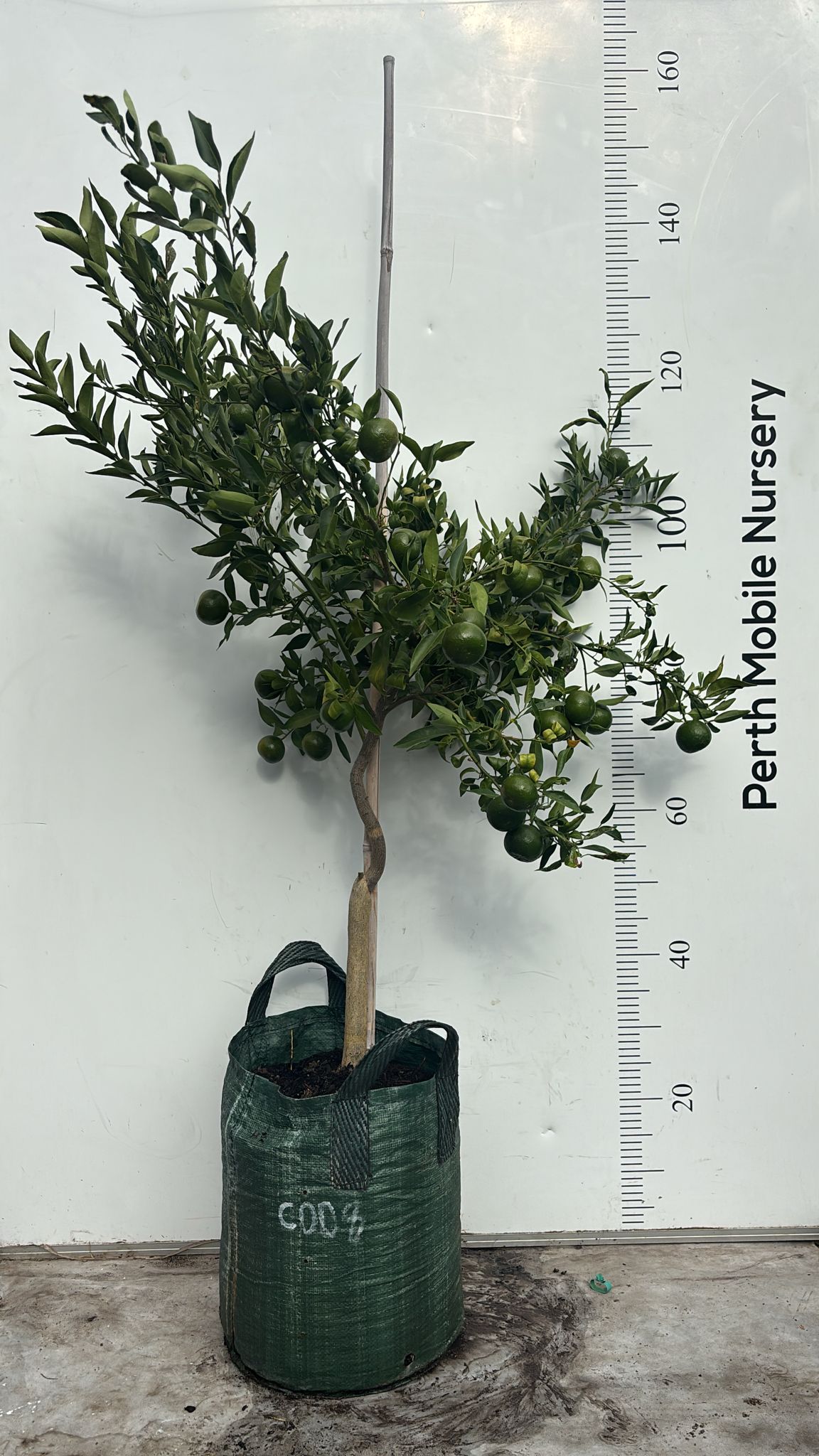 Imperial Mandarin Fruit Tree