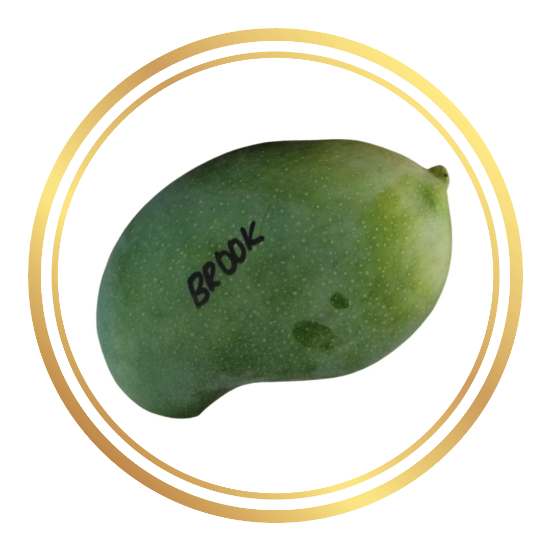 Brooks Late Mango Tree
