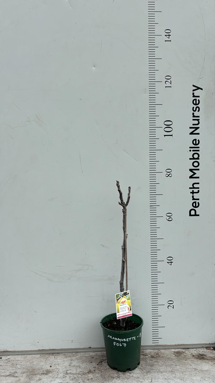 Margurette Fig Tree