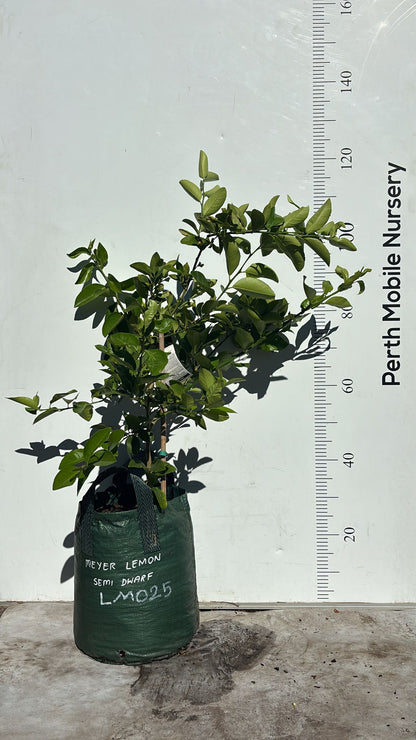 Dwarf Citrus Fruit Tree Lemon Meyer