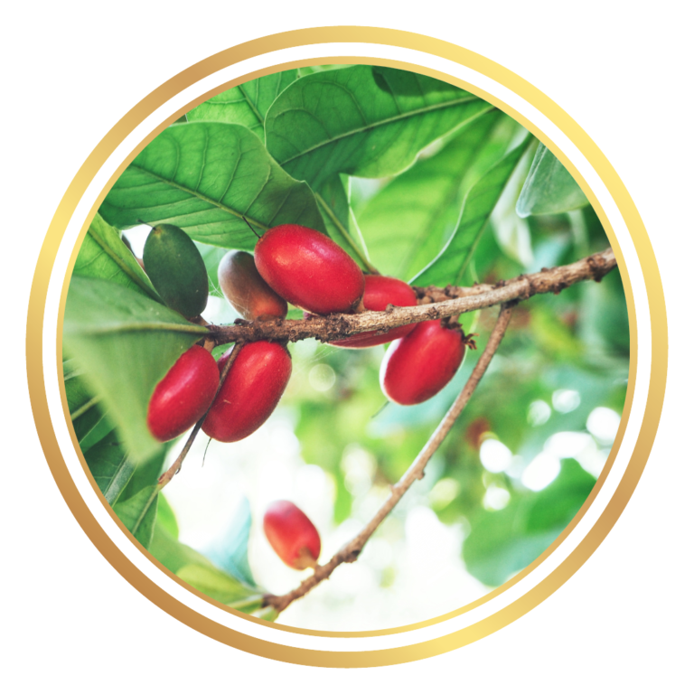 Miracle Fruit Plant