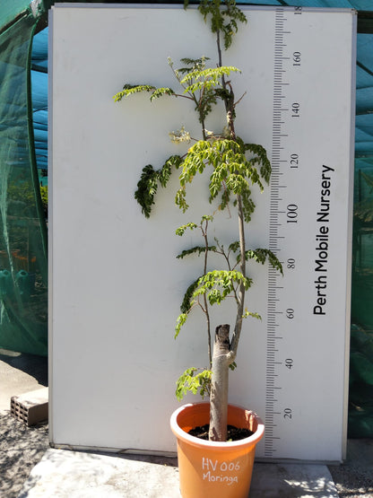 Moringa Tree