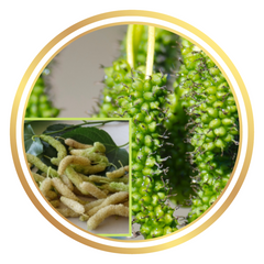 Mulberry Tree White King Shahtoot