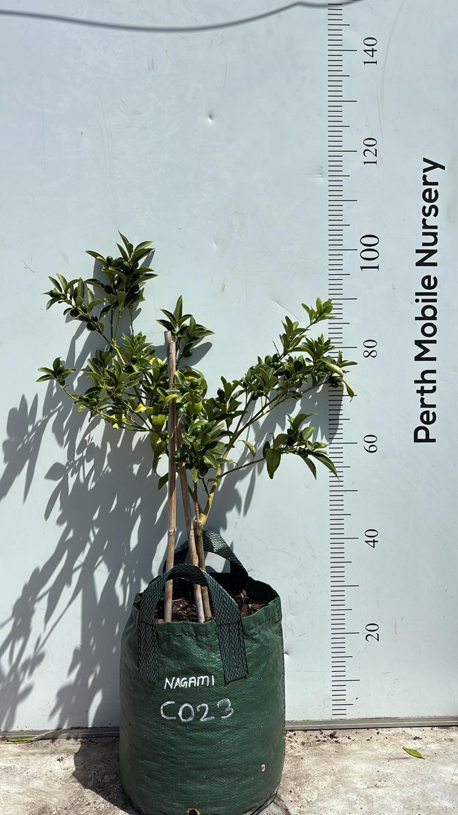 Fruit Tree Kumquat Cumquat Nagami