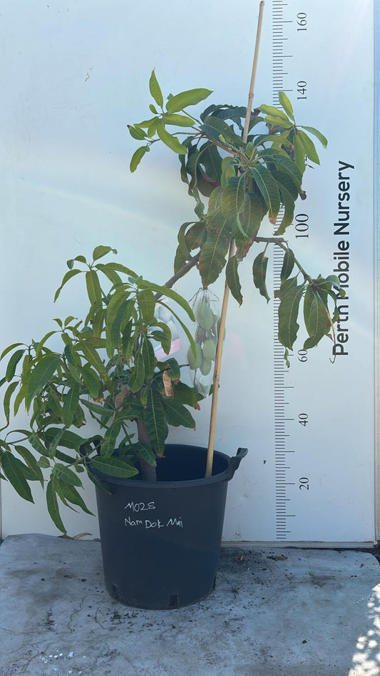 Nam Dok Mai Mango Tree Thailand Variety