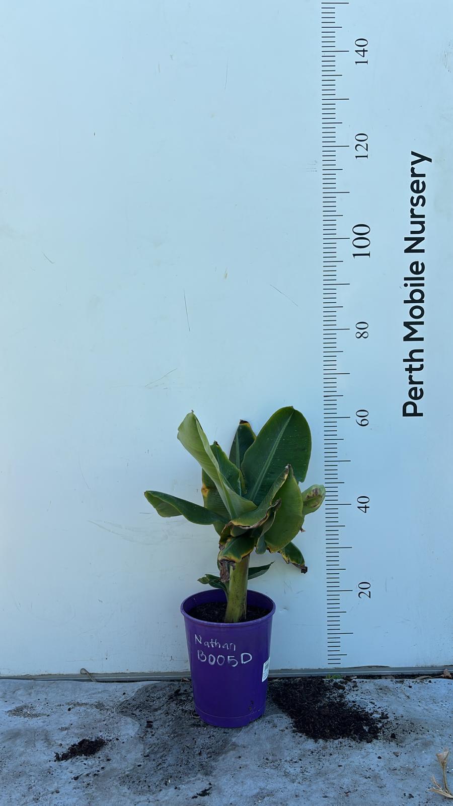 Dwarf Banana Tree Musa Nathan