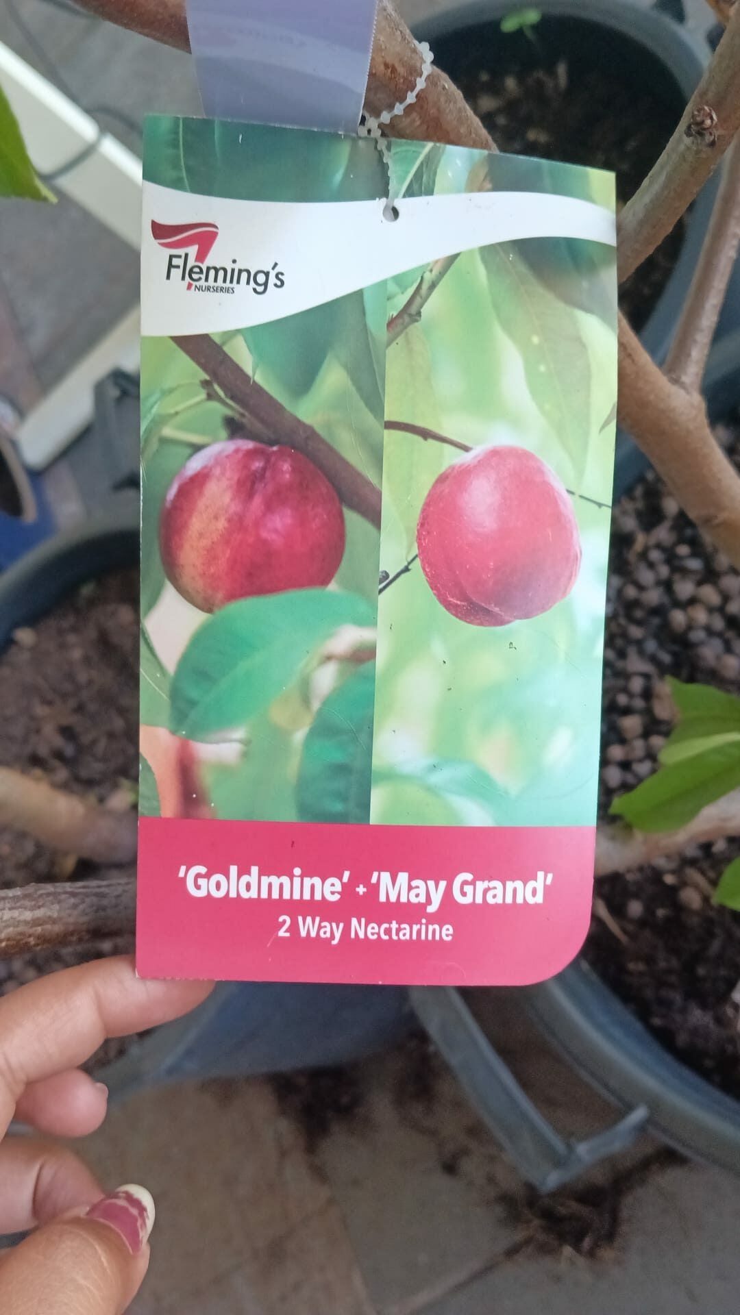 Nectarine Tree